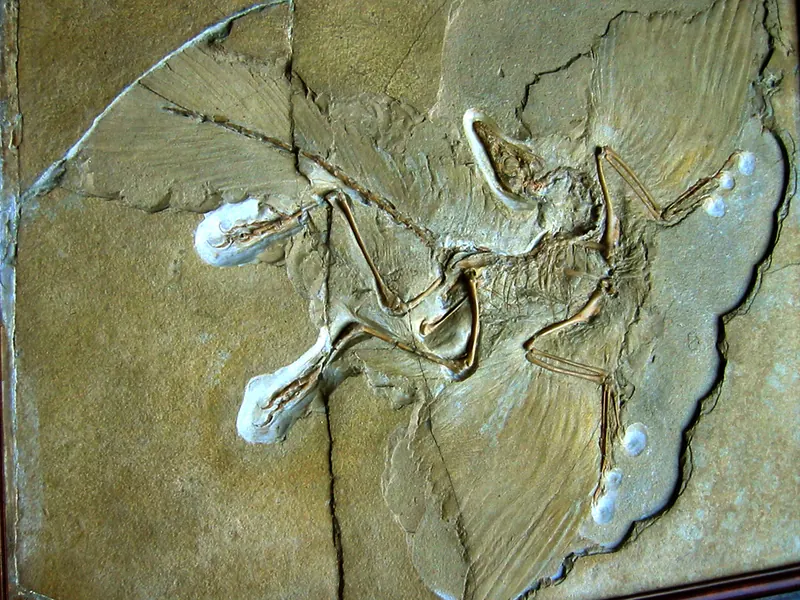 The Berlin Archaeopteryx fossil in limestone