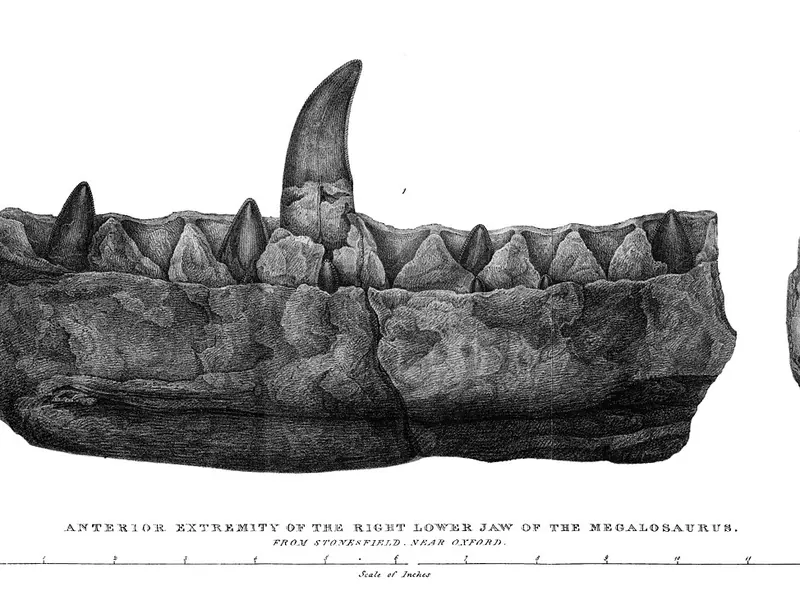Engraving of the Megalosaurus lower jaw with a tall tooth, from Buckland’s 1824 paper
