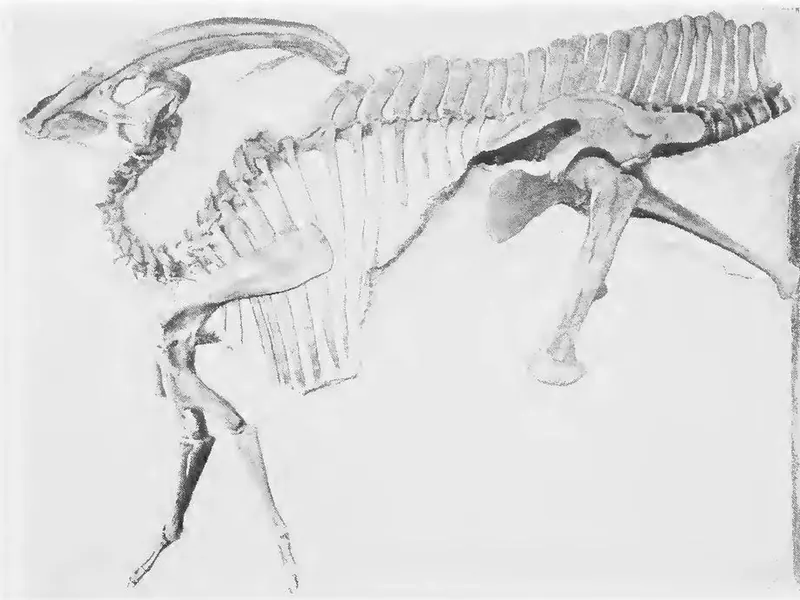 William Parks’s 1922 drawing of the mounted Parasaurolophus skeleton with its long crest