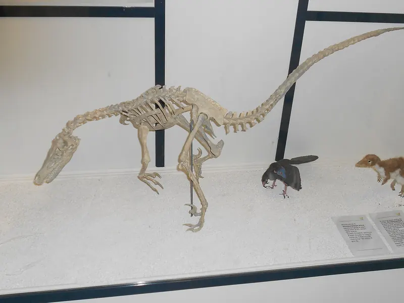 Mounted Velociraptor skeleton in a museum case in Rome